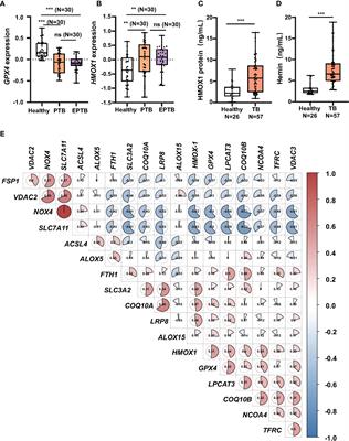 Heme oxygenase-1 modulates ferroptosis by fine-tuning levels of intracellular iron and reactive oxygen species of macrophages in response to Bacillus Calmette-Guerin infection